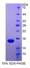 SDS-PAGE (TEK-535H).jpg